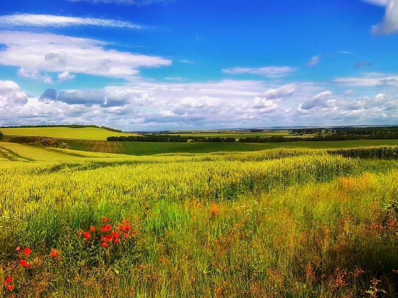 Enchanted Vistas