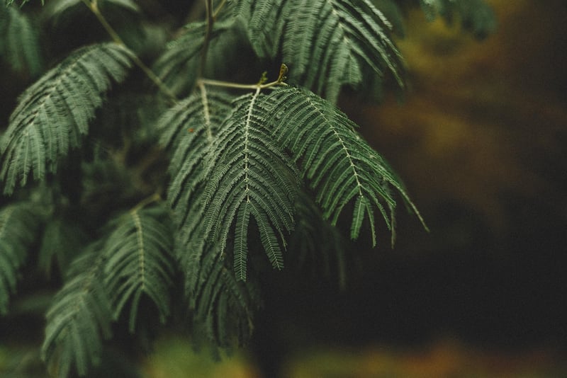 Mythical Greenery