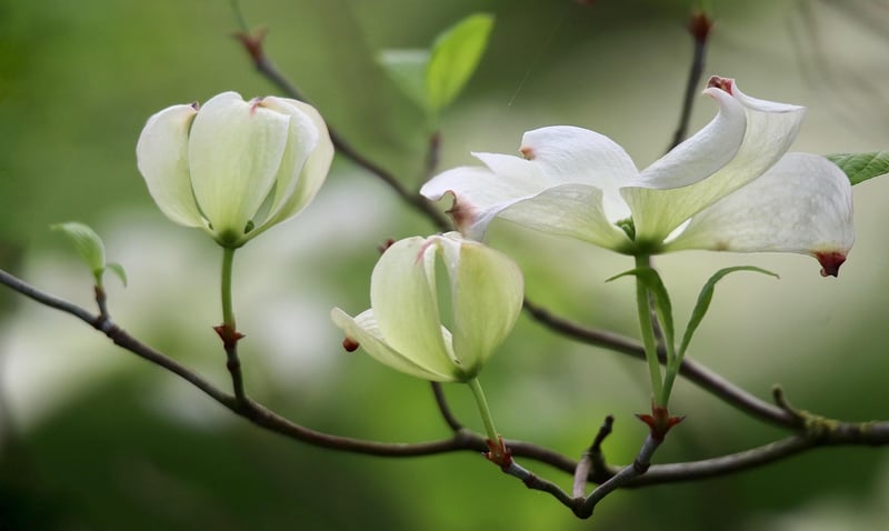 Wolfsbane Flower